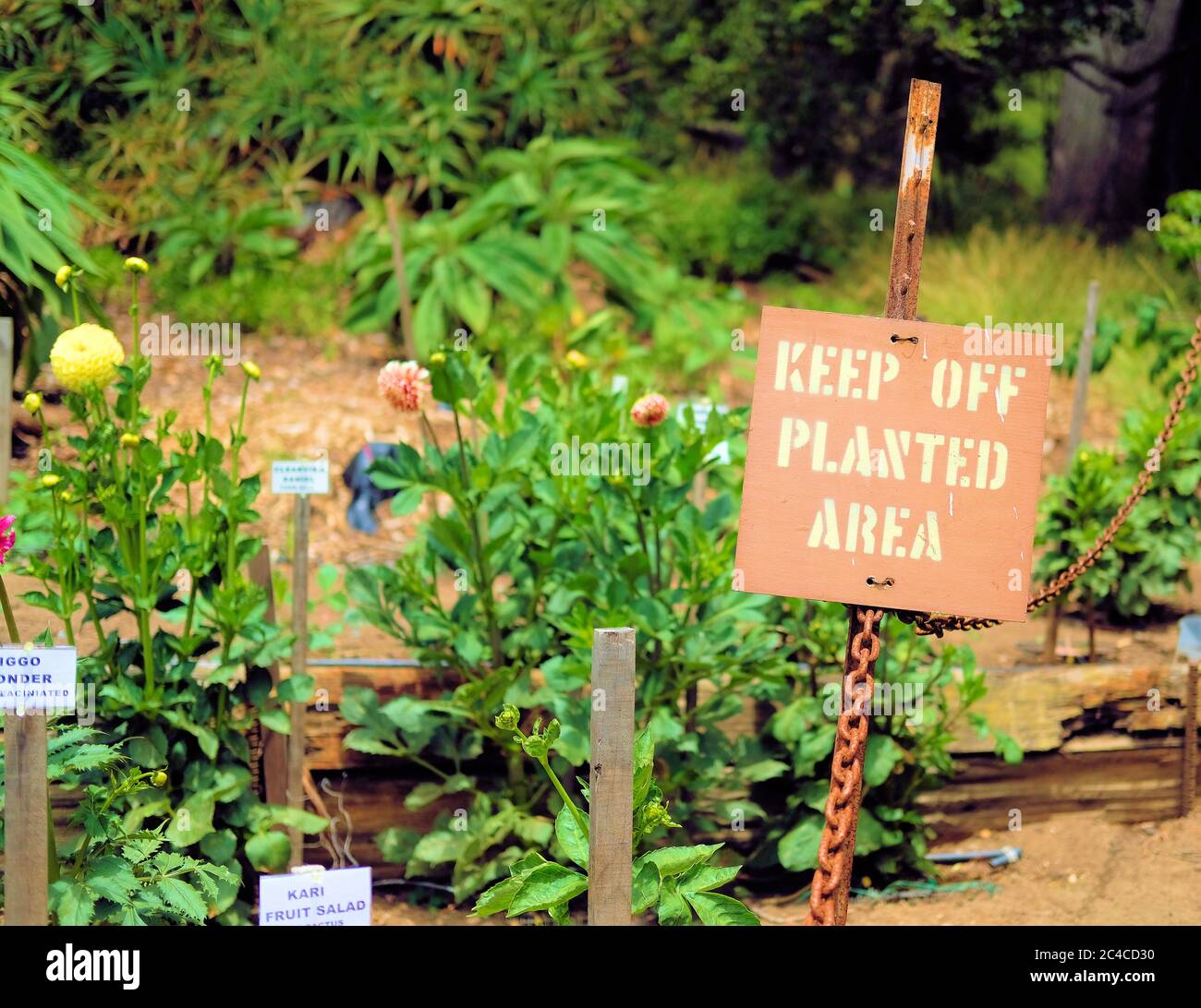"Keep off planted area" sign at the Dahlia garden in Golden Gate Park, San Francisco, California, USA, with blooming dahlias in the background. Stock Photo