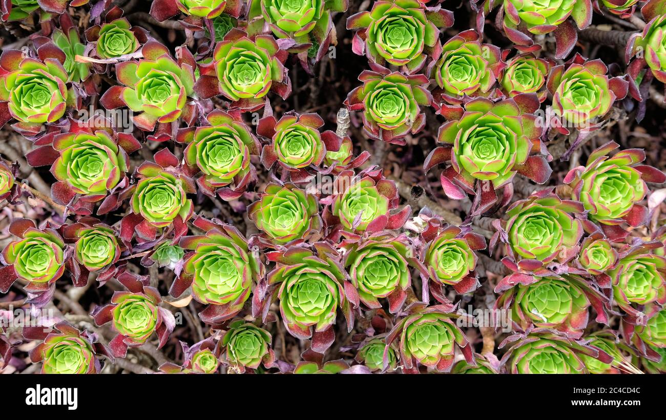 Bed of aeonium succulents with green center and purple on outer leaves; aeonium garnet; Crassulaceae family; San Francisco, California. Stock Photo