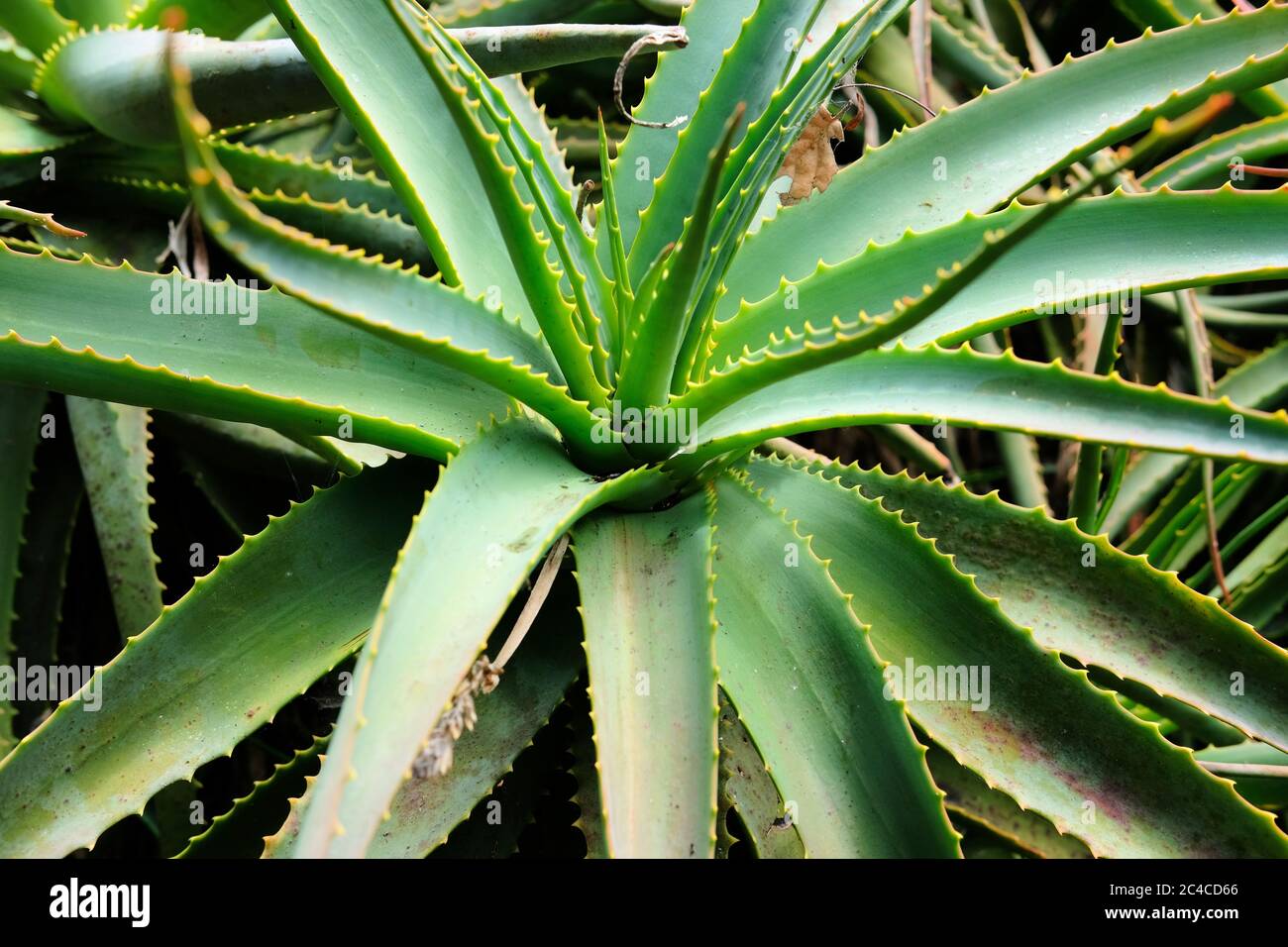 aloe vera shave cream Shaving Cream Tube: Protective