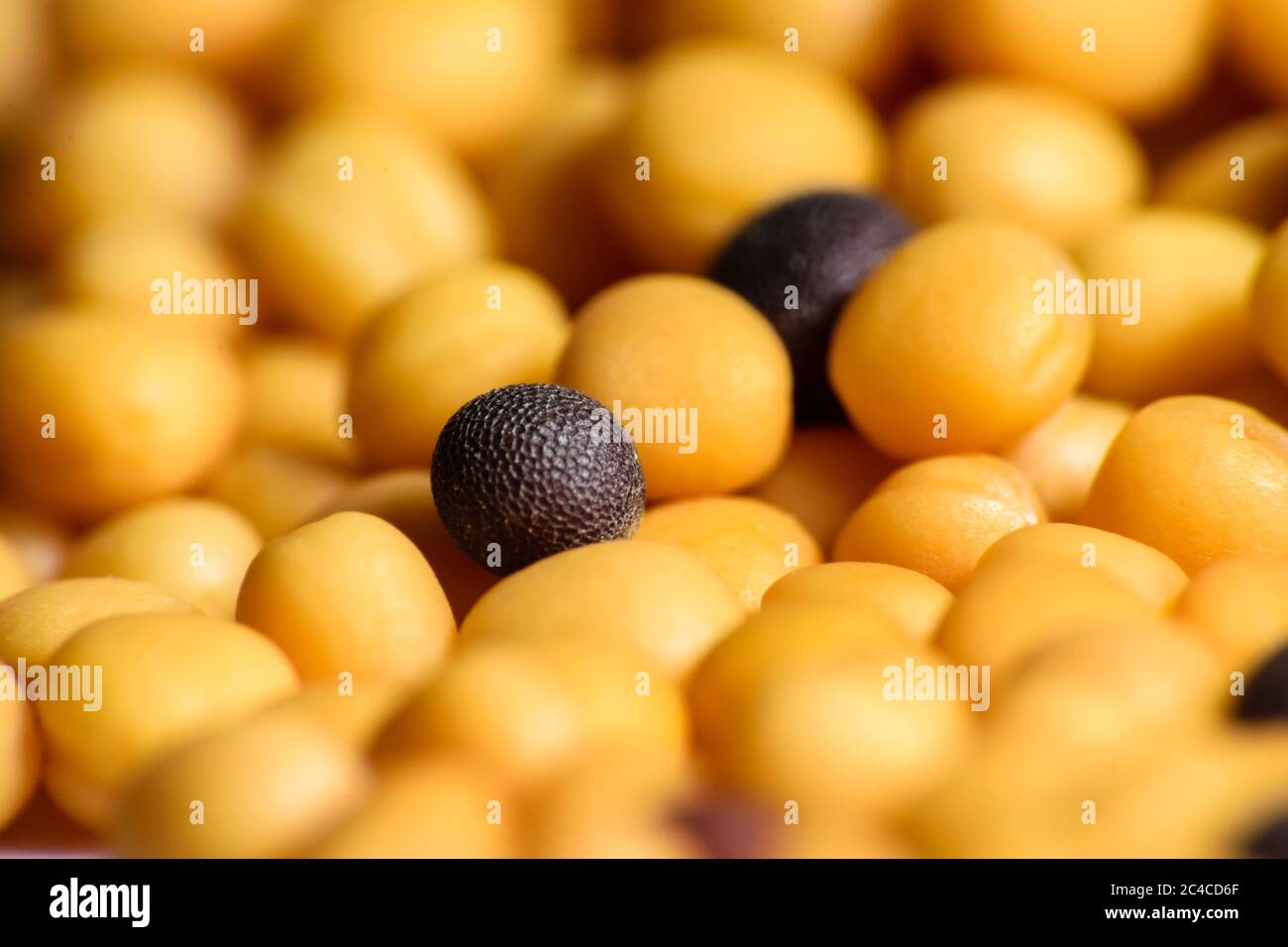 Close up shot of black and yellow mustard seeds. Selective focusing