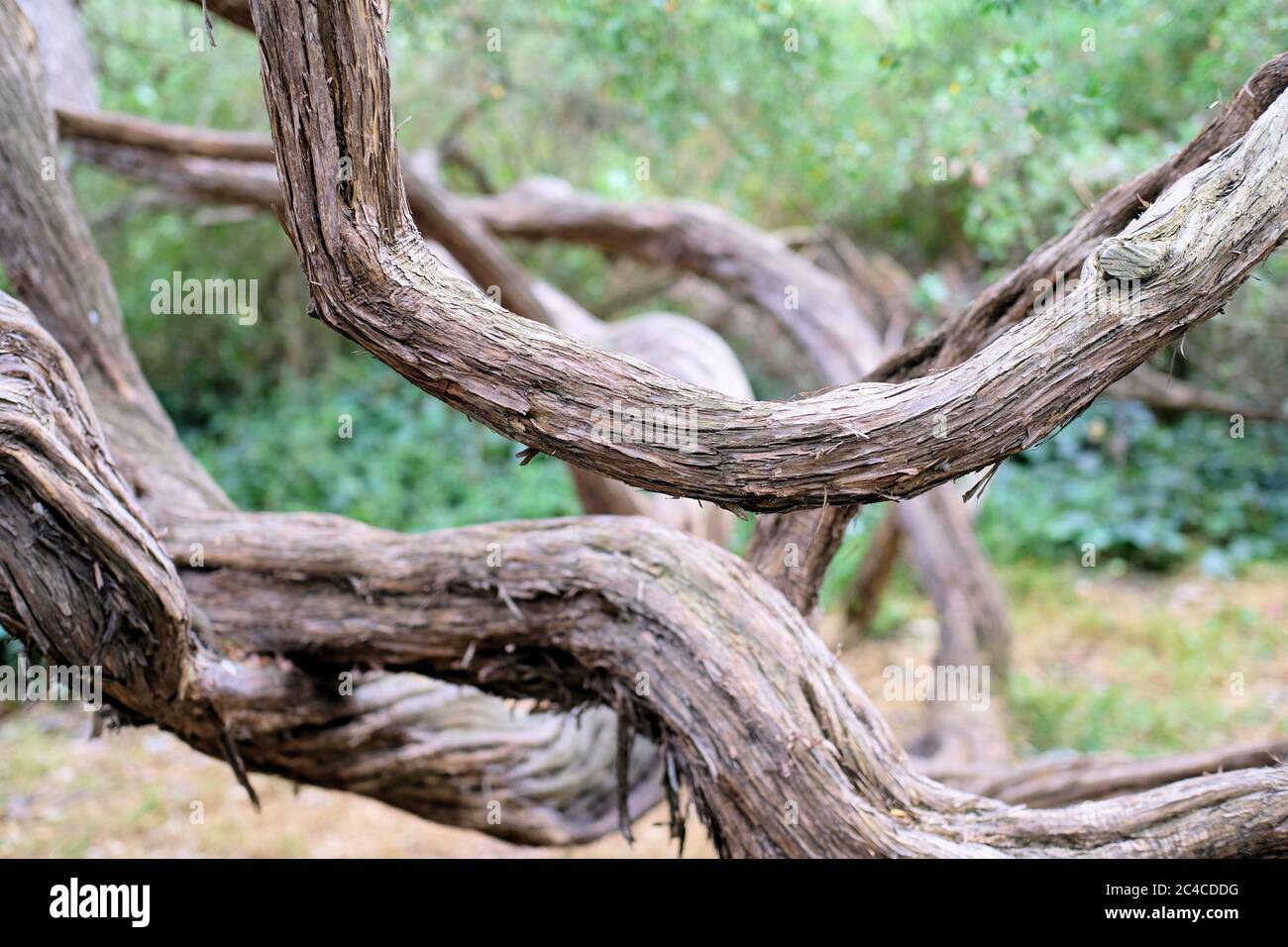 Twisted gnarled tree trees trunks trunk hires stock photography and