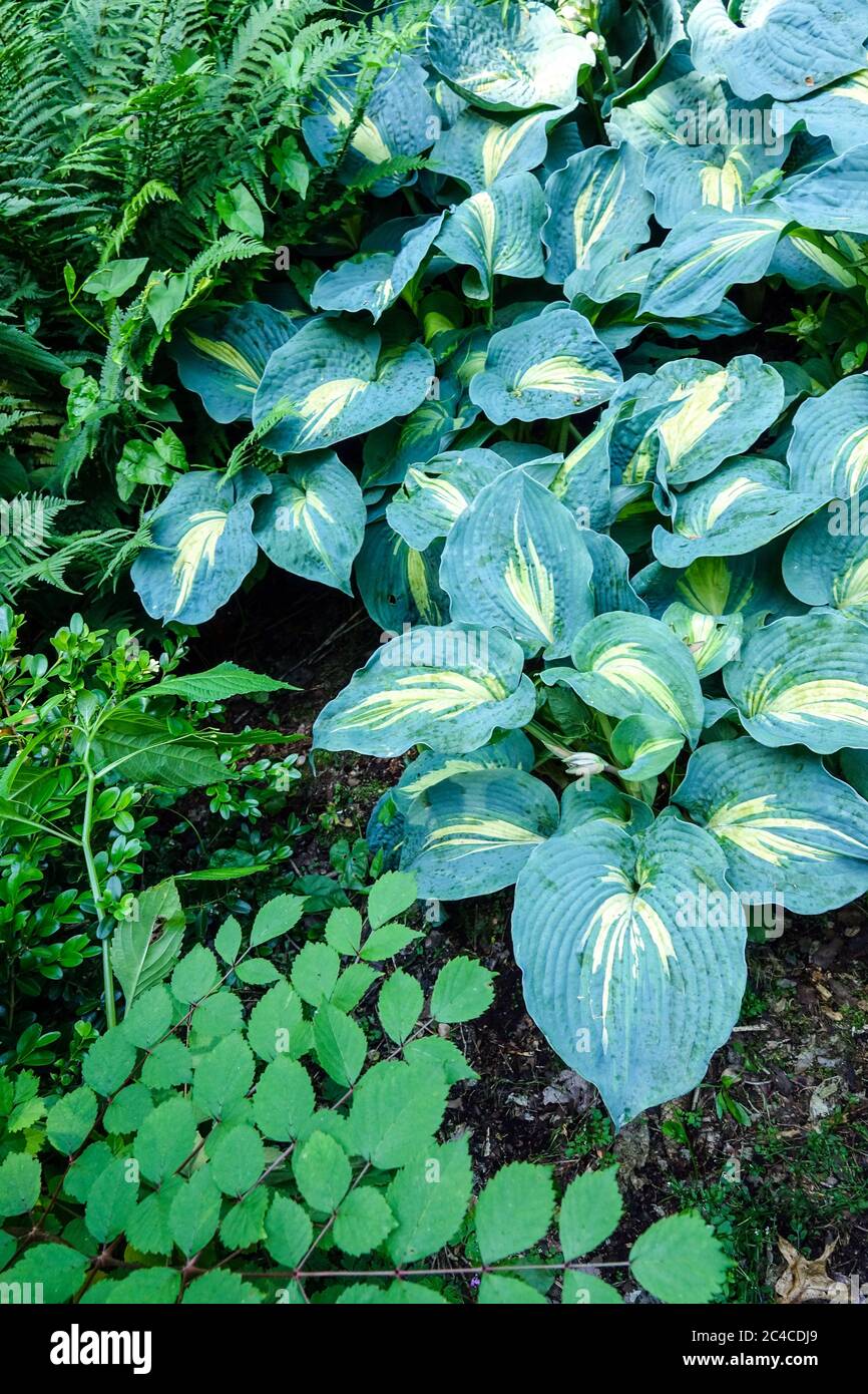 Hosta Great Expectations in June Stock Photo