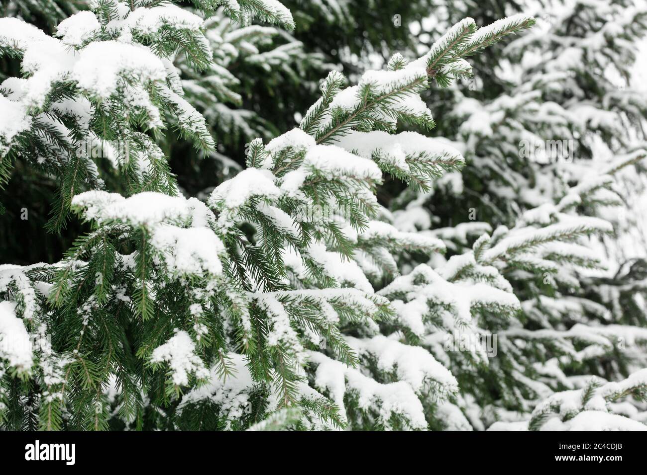 Green fir branches covered by white snow background closeup, pine tree ...