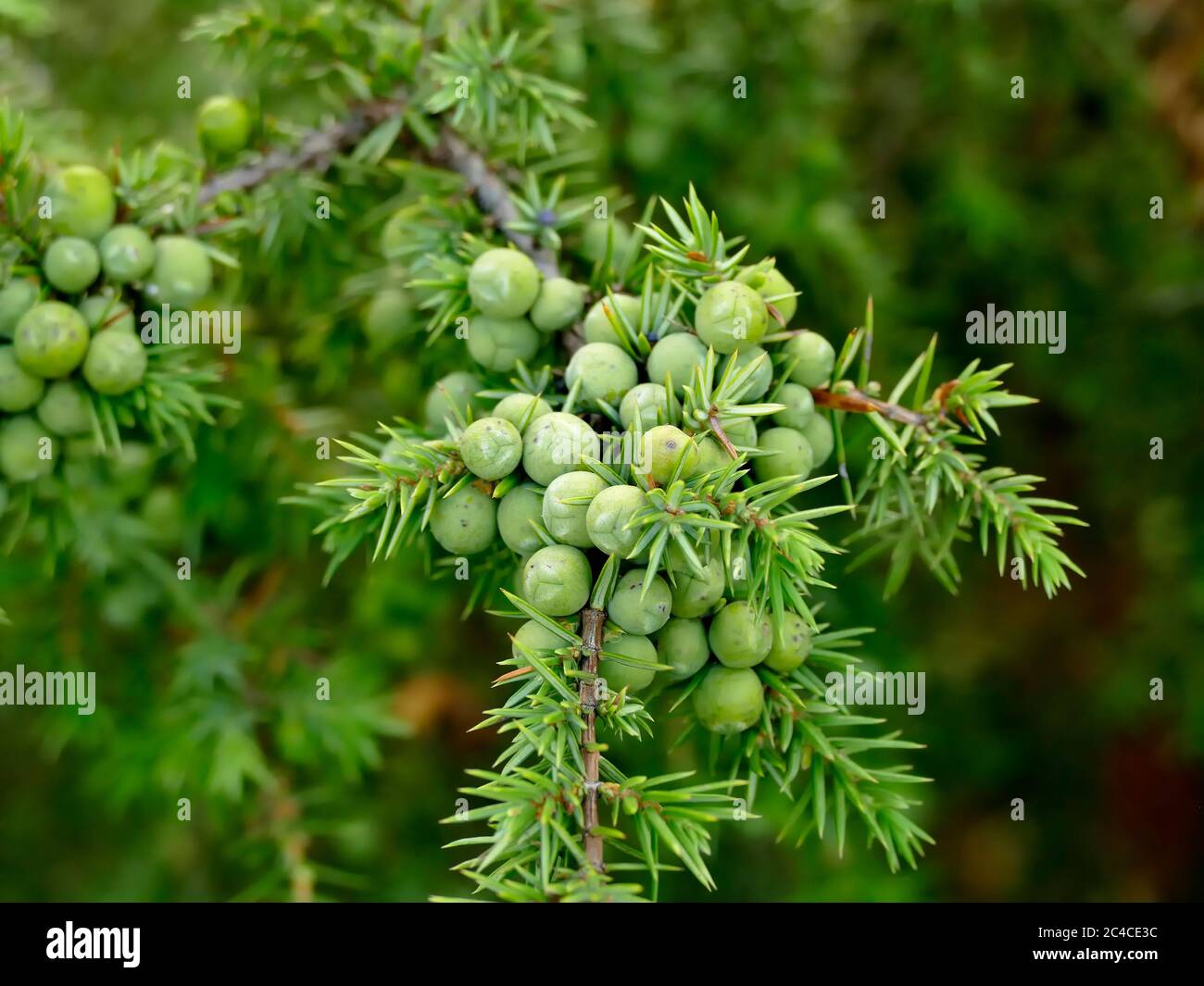 juniper berry on its bush Stock Photo