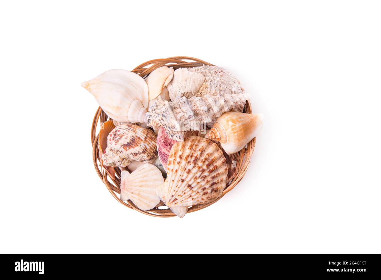 seashells in wicker basket. on white background Stock Photo