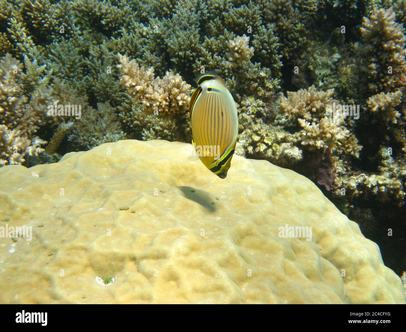 Small yellow and black fish swimming over coral on the Great Barrier Reef, Queensland, Australia. Stock Photo