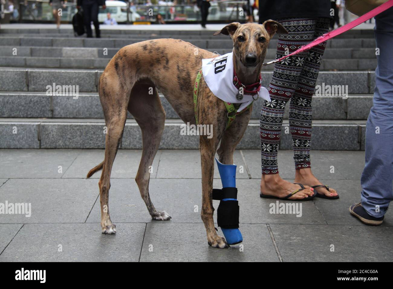 An injured greyhound protests in Martin Place, Sydney against ...
