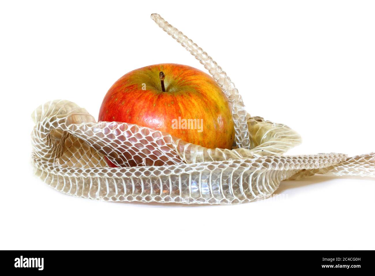 Snake skin wrapped around apple representing original sin by Adam and Eve in the Garden of Eden Stock Photo