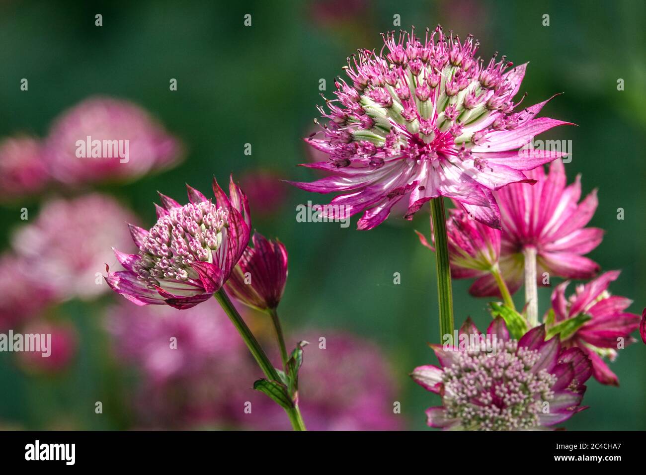 Great Masterwort Astrantia major 'Rubra' flower Astrantia Rubra Stock Photo