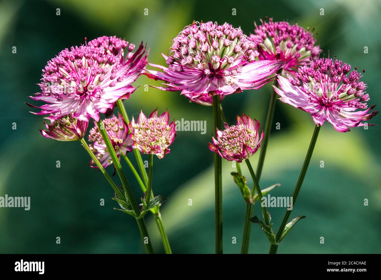 Great Masterwort Astrantia major 'Rubra' blossoms, Astrantia Rubra Stock Photo