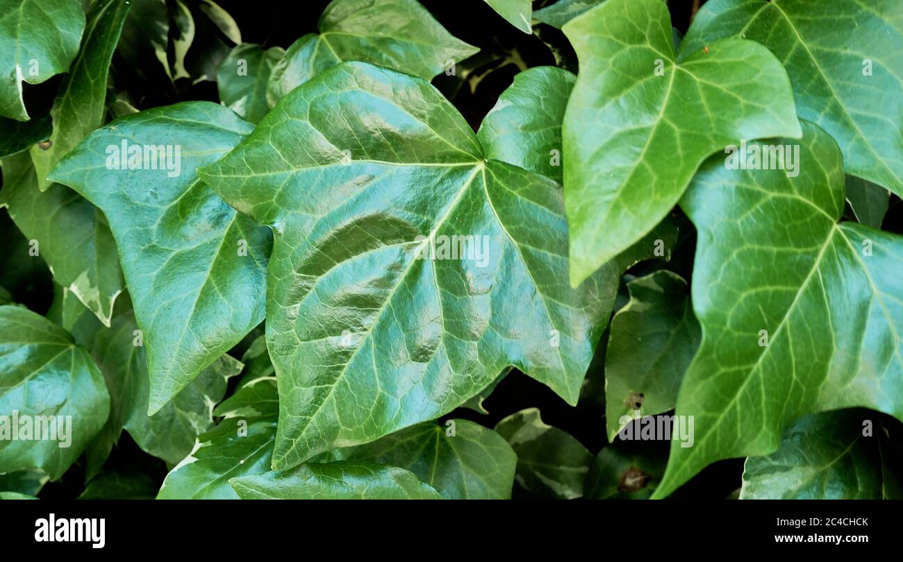 Large green, waxy ivy leaf Stock Photo