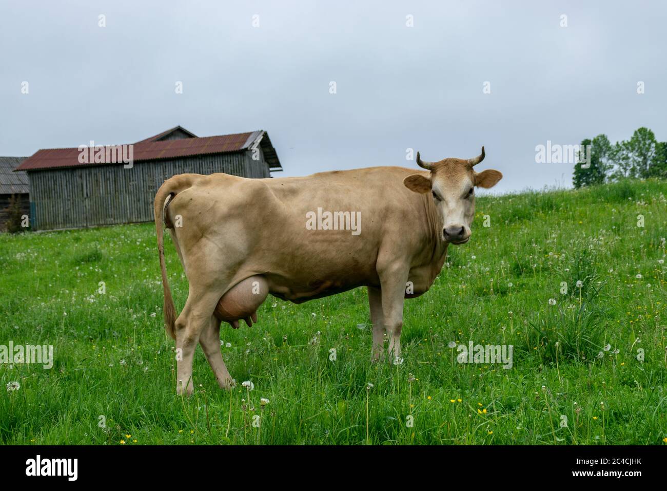 summer landscape with a herd of cows in a green meadow Stock Photo - Alamy