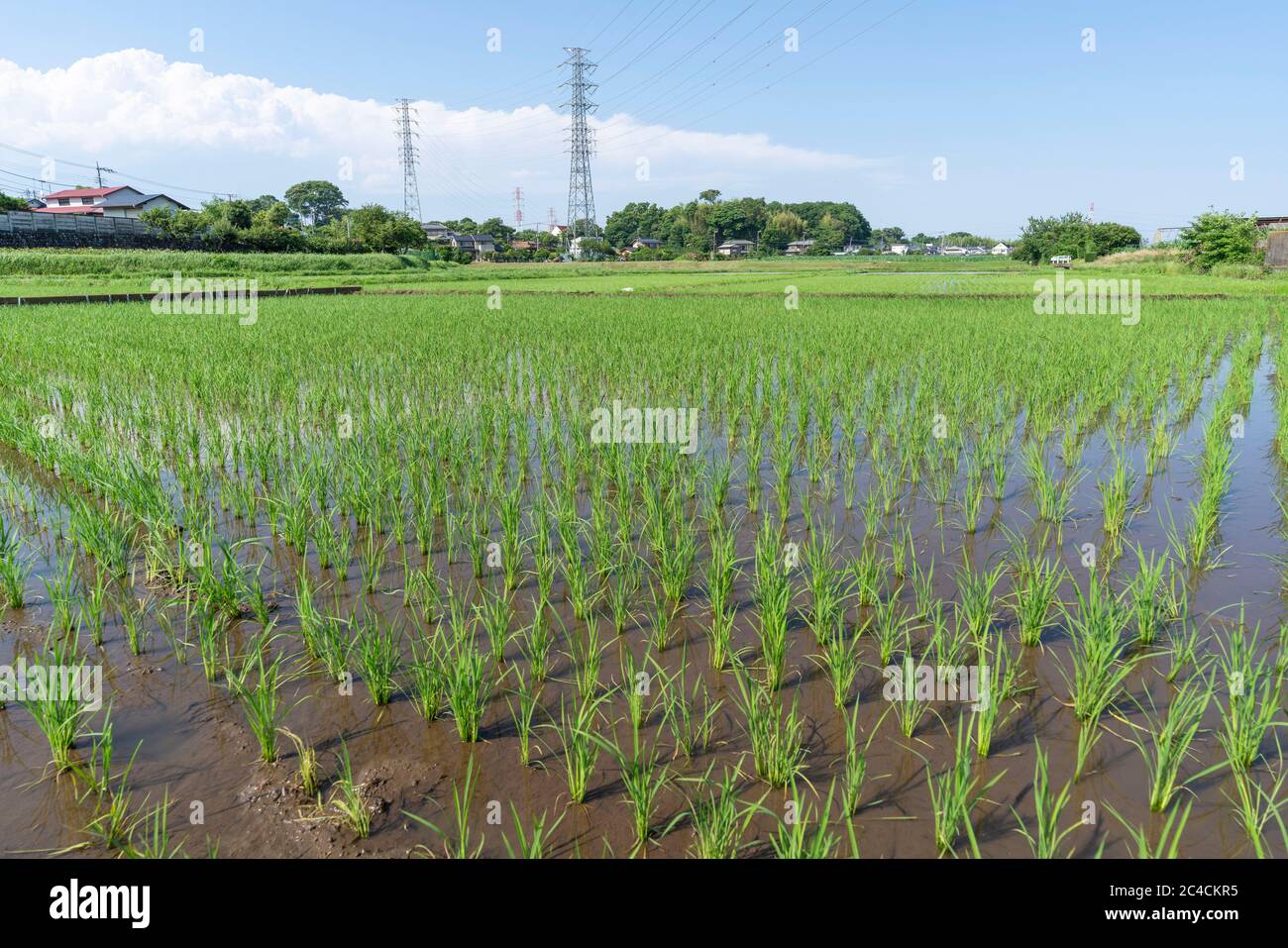 Rice field in June, Isehara City, Kanagawa Prefecture, Japan. After ...