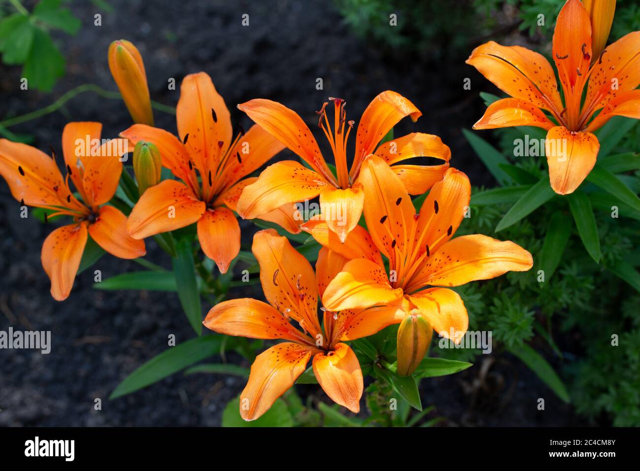Asiatic Lilies Garden High Resolution Stock Photography and Images Alamy