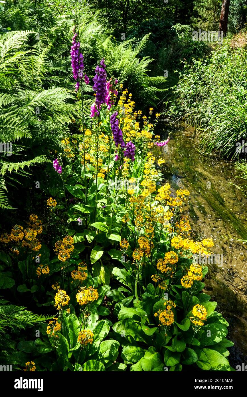 Garden stream flowers, primroses foxglove Stock Photo