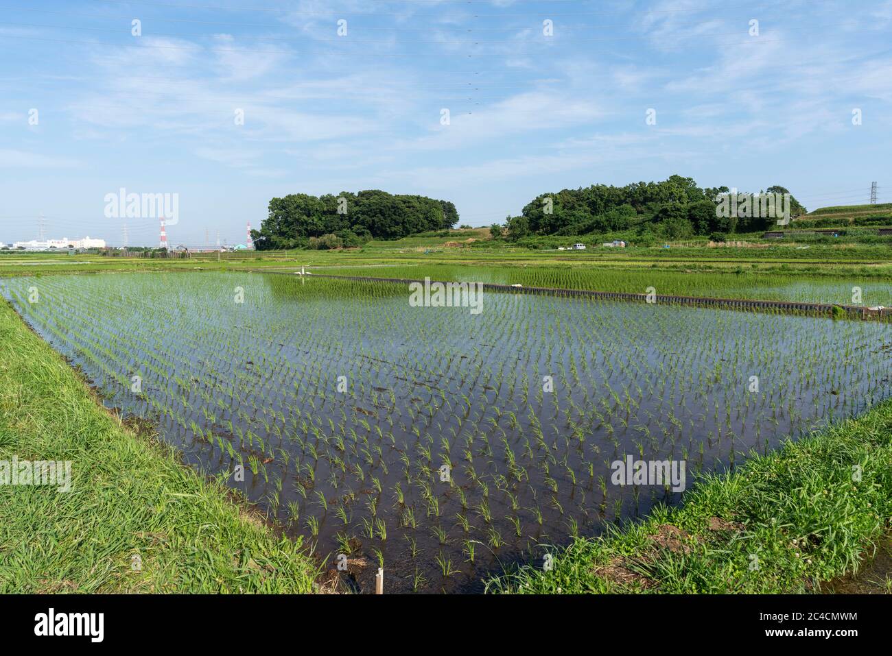 Rice field in June, Isehara City, Kanagawa Prefecture, Japan. After ...
