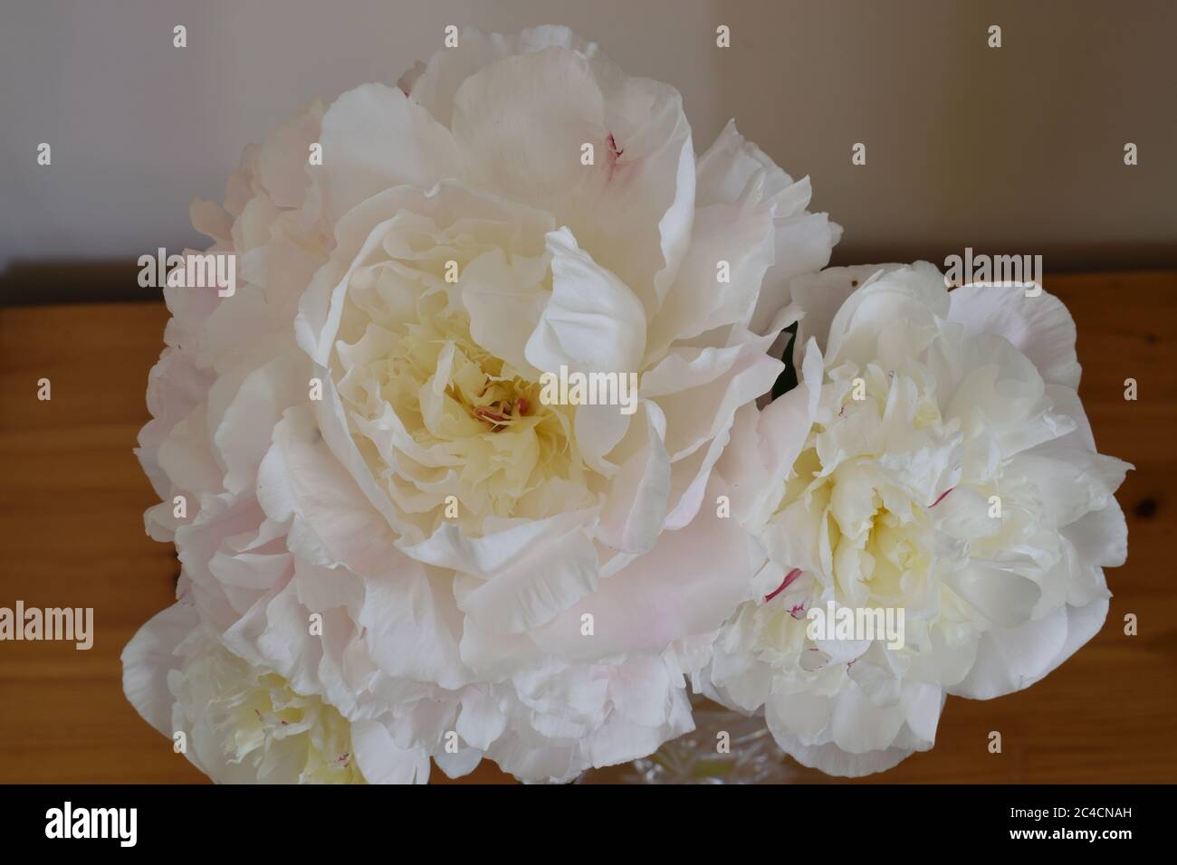 Peony or Paeonia Lactiflora. name Duchesse de Nemours. Close up of   two white flowers Stock Photo