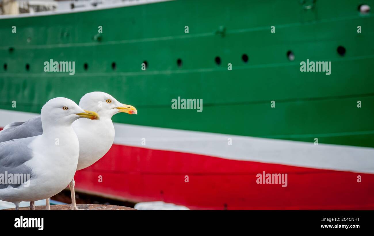 a couple of two watchful seagulls are standing on a pole in front of a blurred ship in the port of hamburg colored like flag of north rhine-westphalia Stock Photo