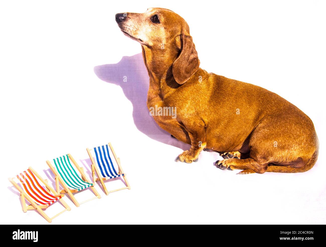 Adirondack miniature dachshunds sales