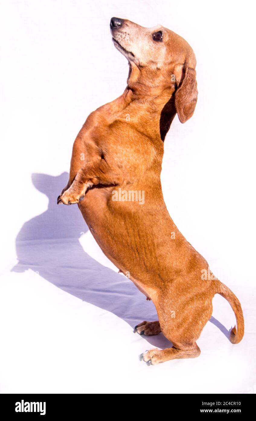 An old Miniature Dachshund doing tricks by jumping into the air
