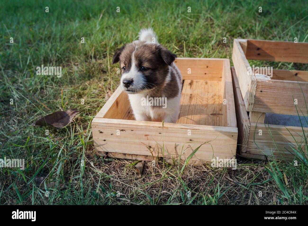 Thai Bangkaew Dog Puppies Are In The Wooden Box On The Grass Stock Photo Alamy