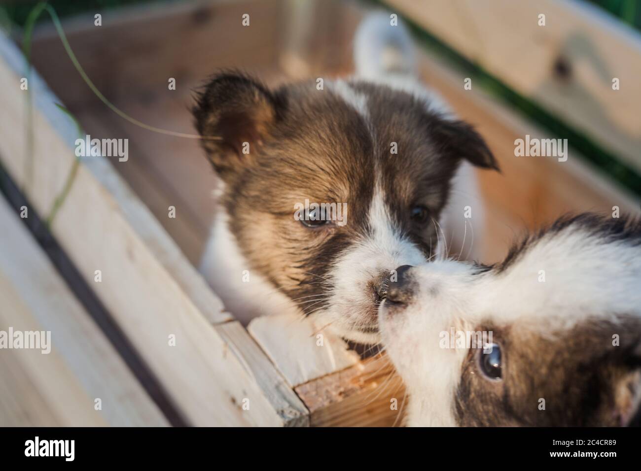Thai Bangkaew Dog Puppies Are In The Wooden Box On The Grass Stock Photo Alamy