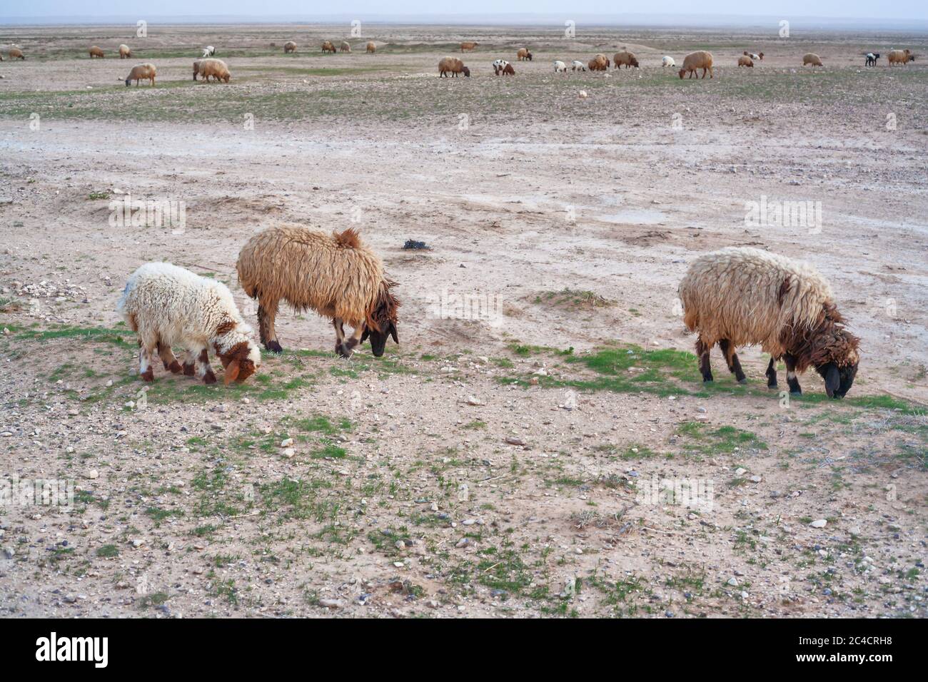 Lambs, Qasr al-Heer al-Sharqi, Syria Stock Photo