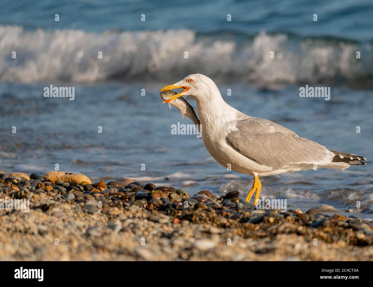 Seagull caught mullet and eats on the beach. Fresh mullet fish catch by the bird. Mugil cephalus Stock Photo