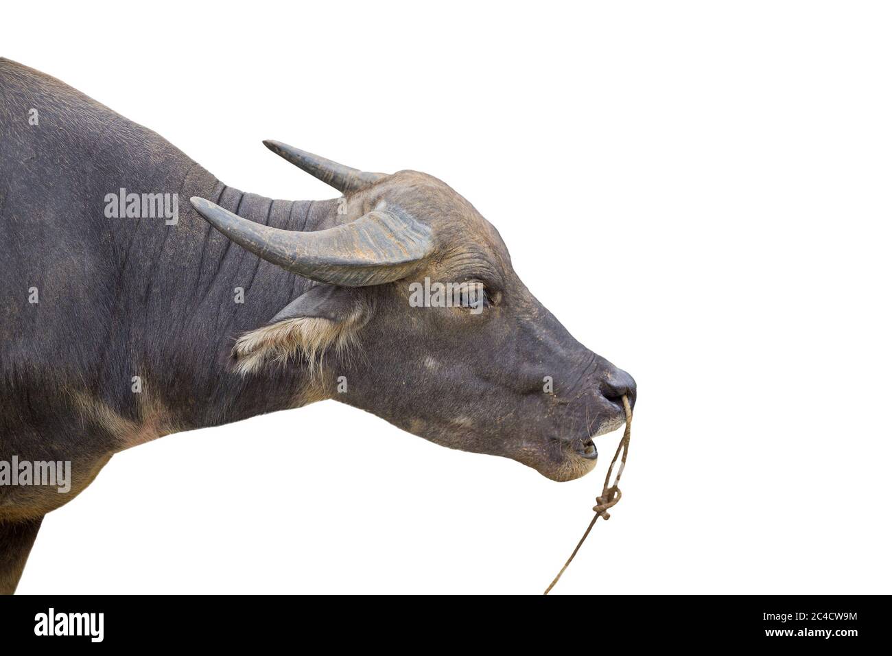Buffalo tied hires stock photography and images Alamy