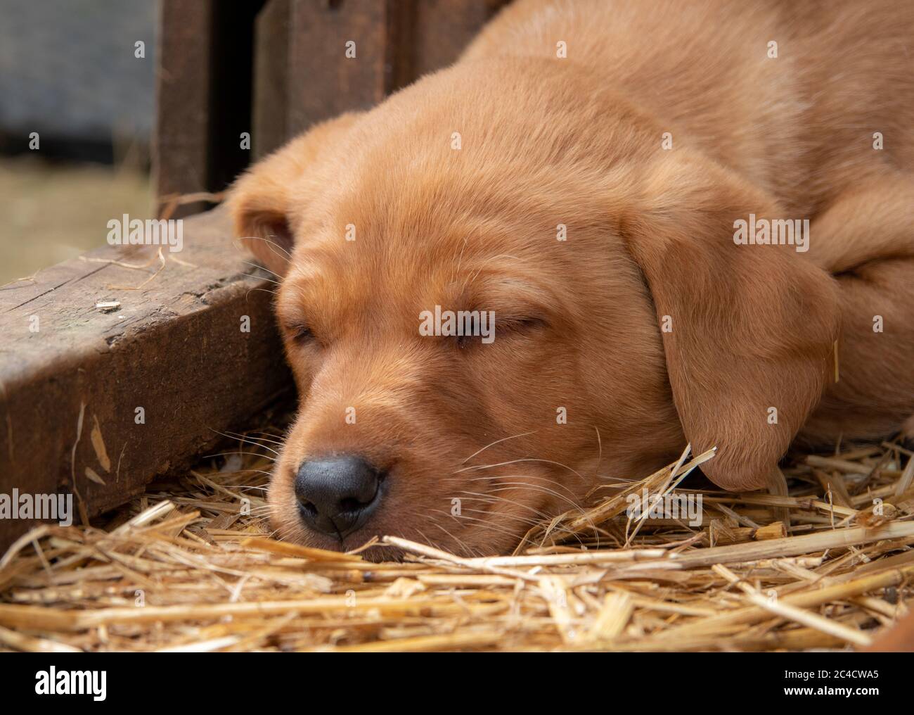 Golden Labrador puppy fast asleep in the barn. Stock Photo