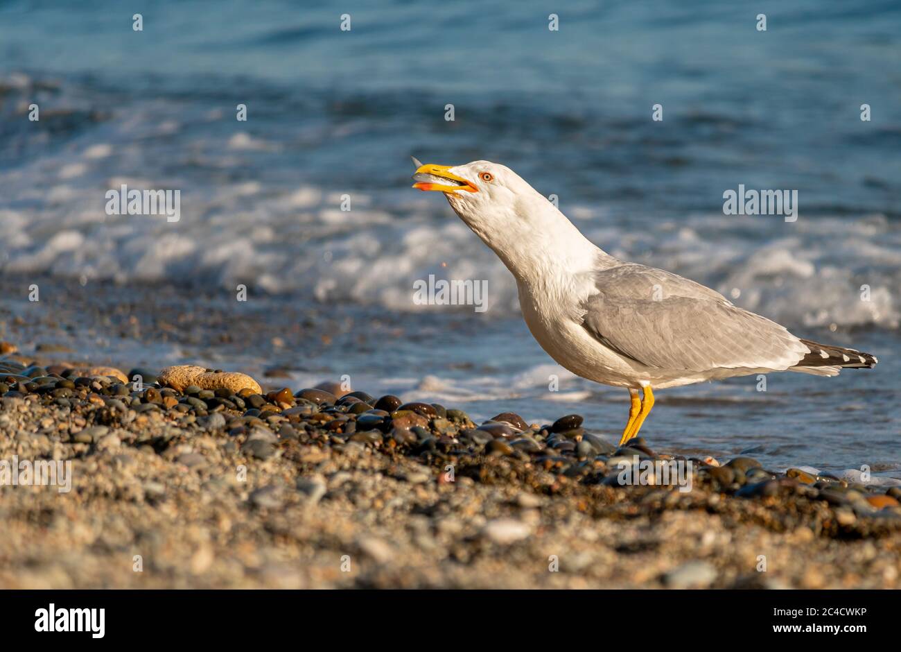 Seagull caught mullet and eats on the beach. Fresh mullet fish catch by the bird. Mugil cephalus Stock Photo