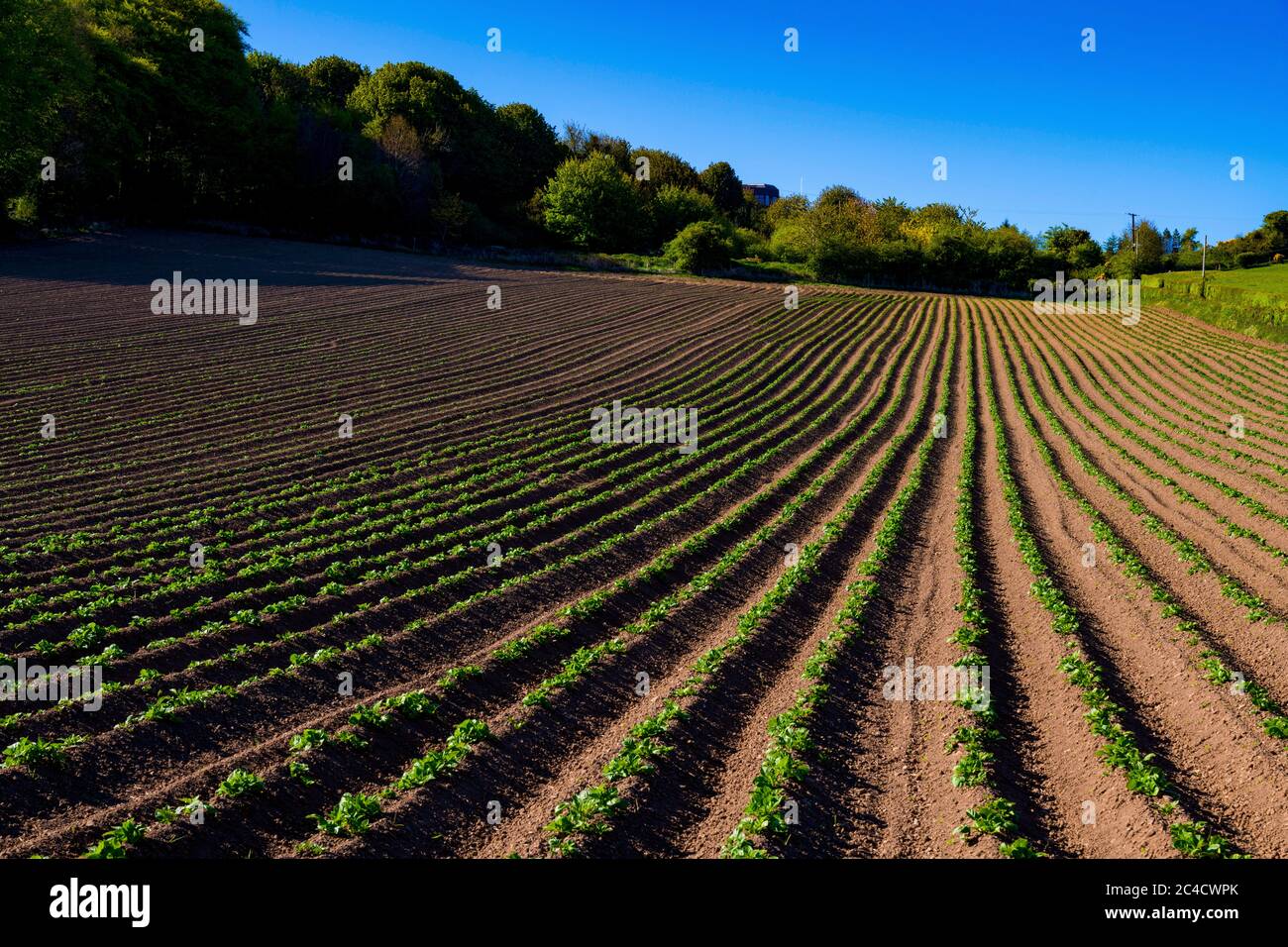 Potato farm ireland hires stock photography and images Alamy