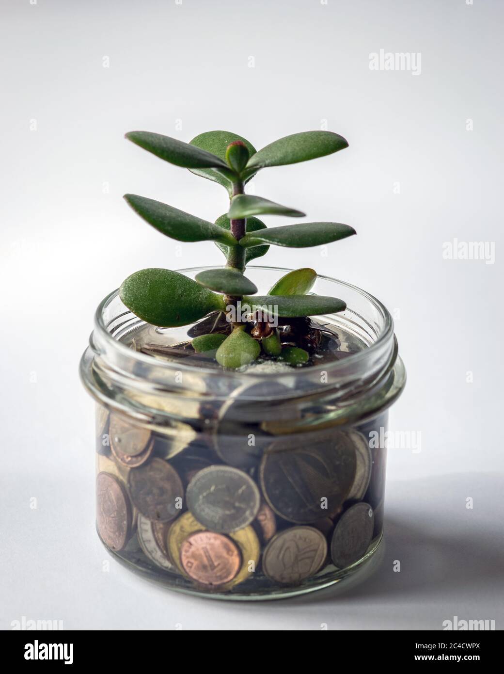 photo of a glass jar with money and a money tree in it, plant growing ...