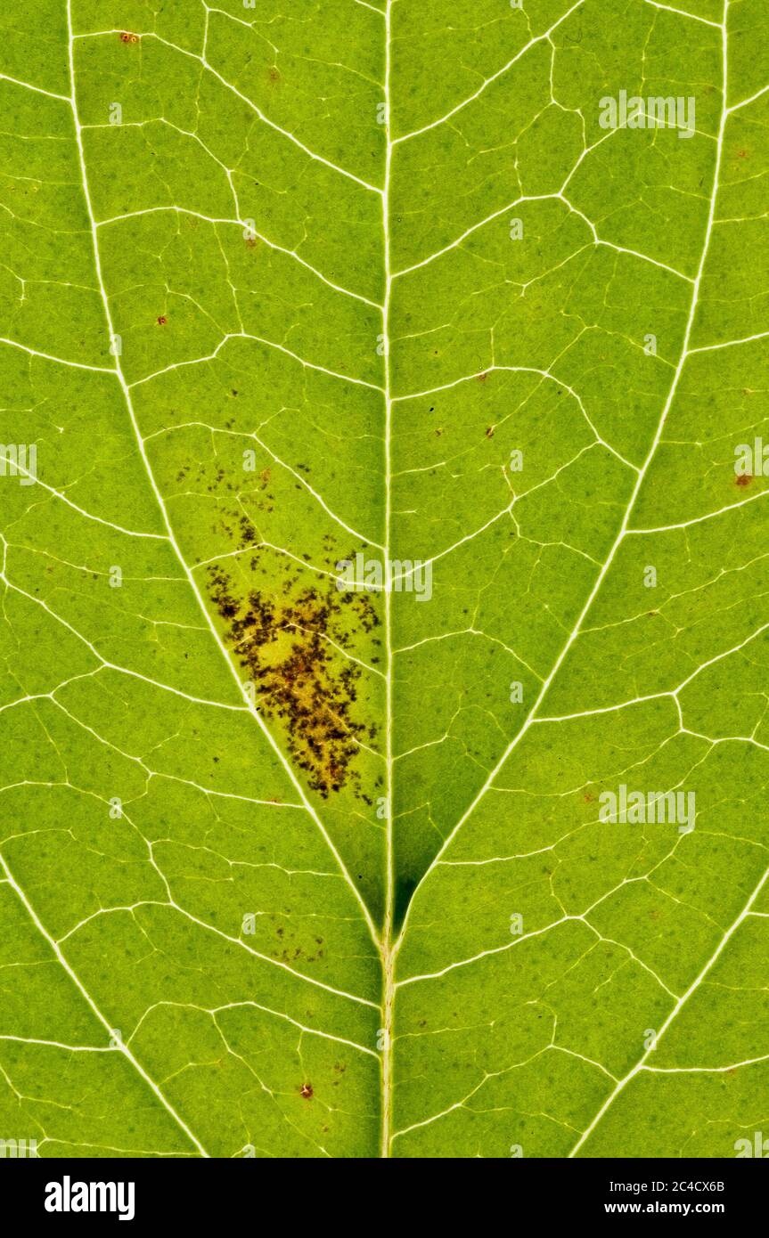 A close up of the details and patterns of the veins in a dogwood leaf Stock Photo