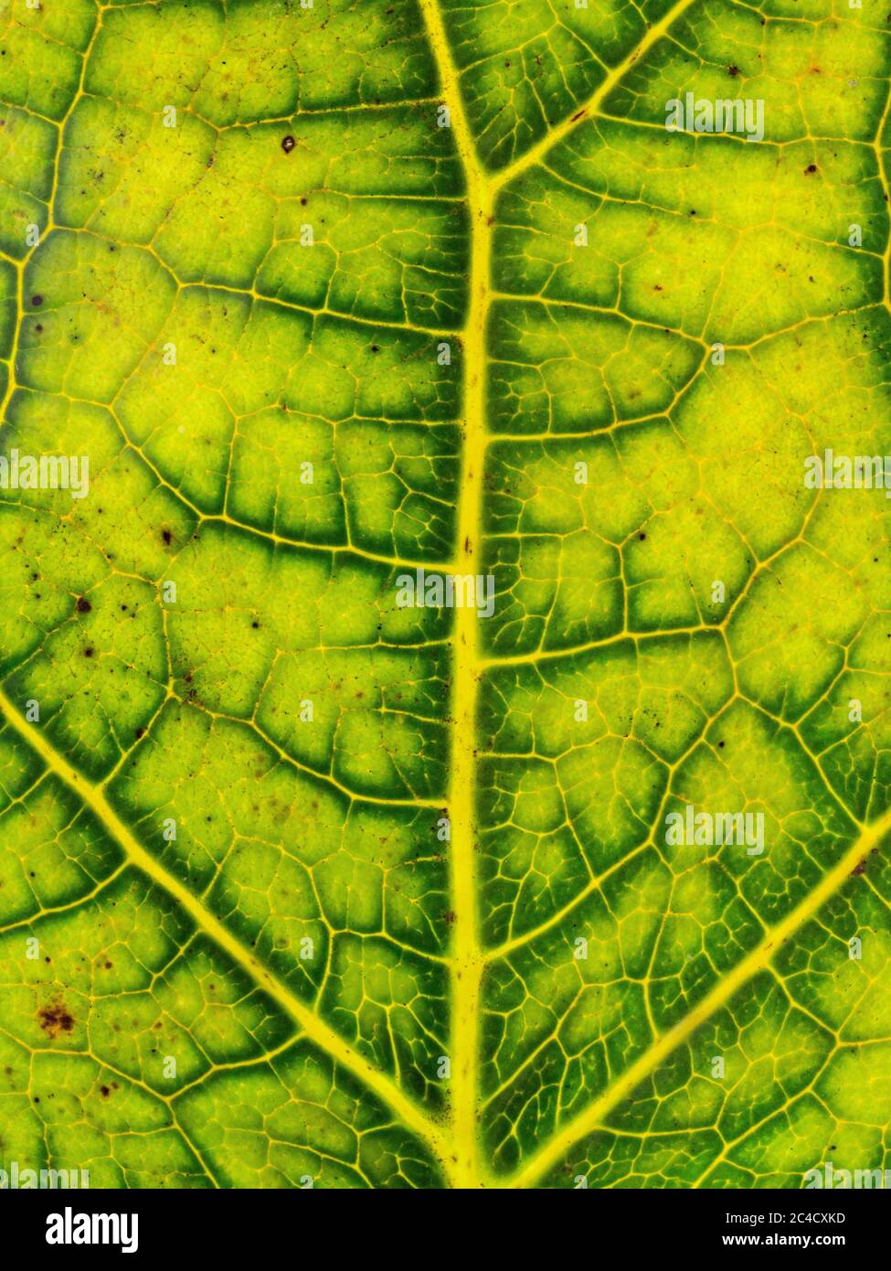 A close up of the details and patterns of the veins in a macleaya leaf Stock Photo