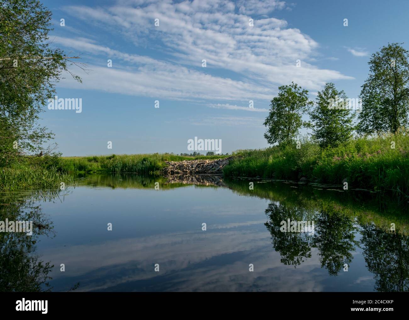 green summer landscape with a small forest river, low river calm ...