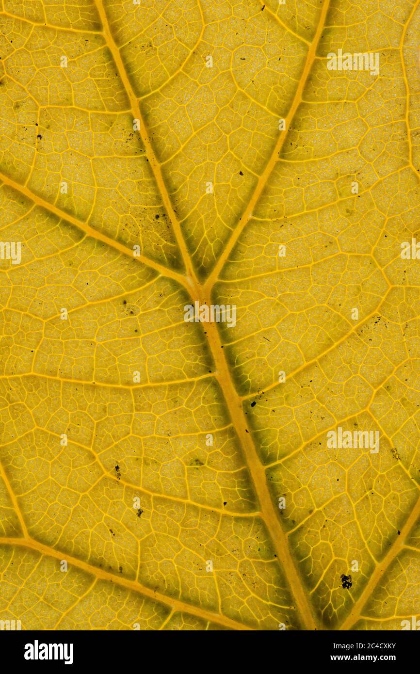 A close up of the details and patterns of the veins in a macleaya leaf Stock Photo