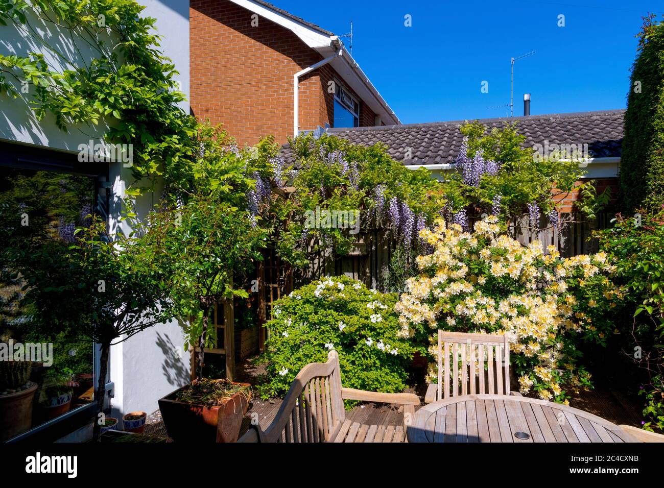 Wisteria and Azalea plants in garden setting Stock Photo
