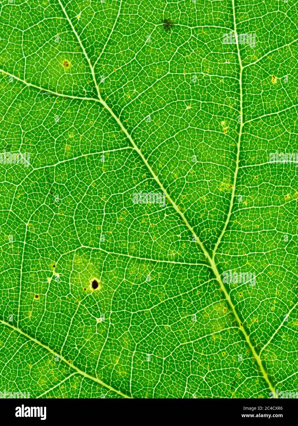 A close up of the details and patterns of the veins in an Oak leaf Stock Photo