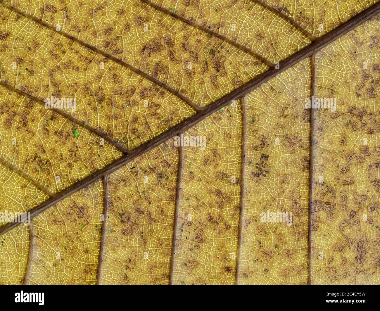 A close up of the details and patterns of the veins in a Sweet chestnut leaf Stock Photo