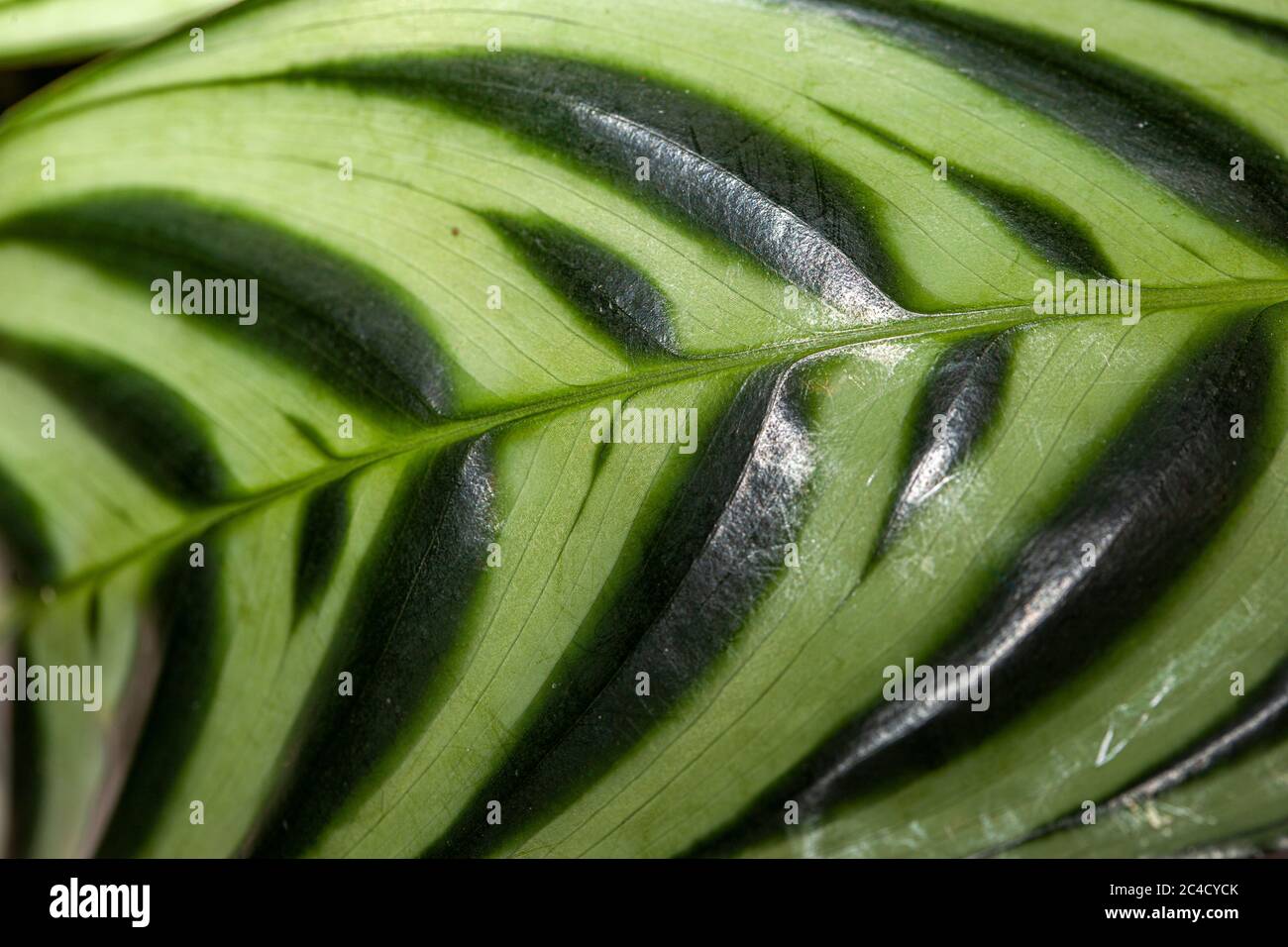 close up of a prayer plant leaf Stock Photo