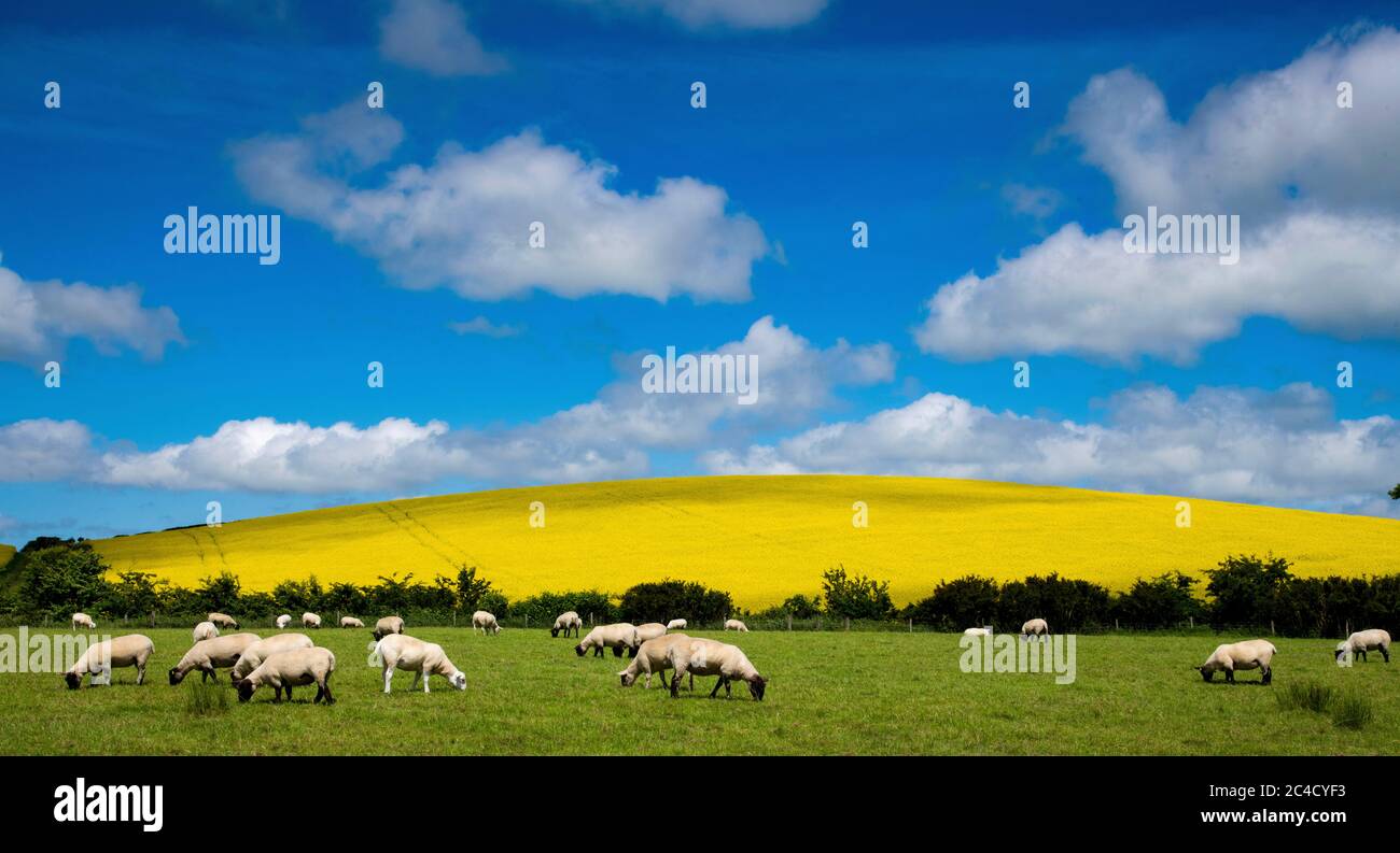 Yellow Rape Seed Oil fields with sheep and Wind Turbine Stock Photo - Alamy