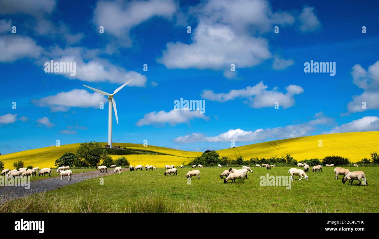 Yellow Rape Seed Oil fields with sheep and Wind Turbine Stock Photo - Alamy