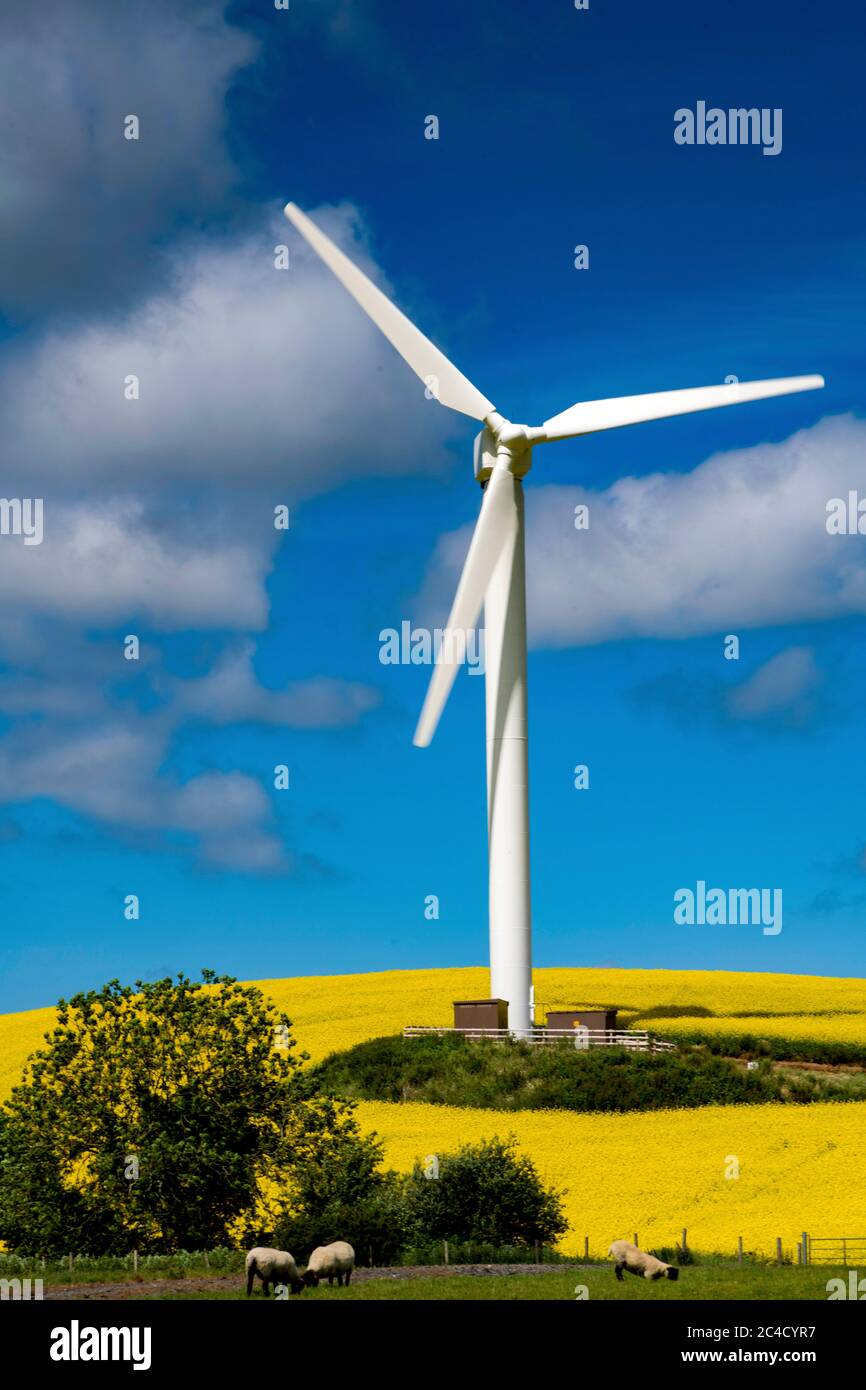 Yellow Rape Seed Oil fields with sheep and Wind Turbine Stock Photo - Alamy