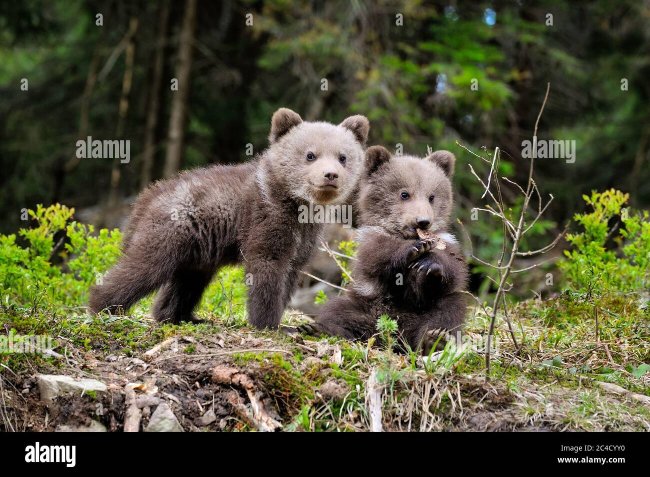 Two little brown bear cub are playing in summer forest Stock Photo - Alamy