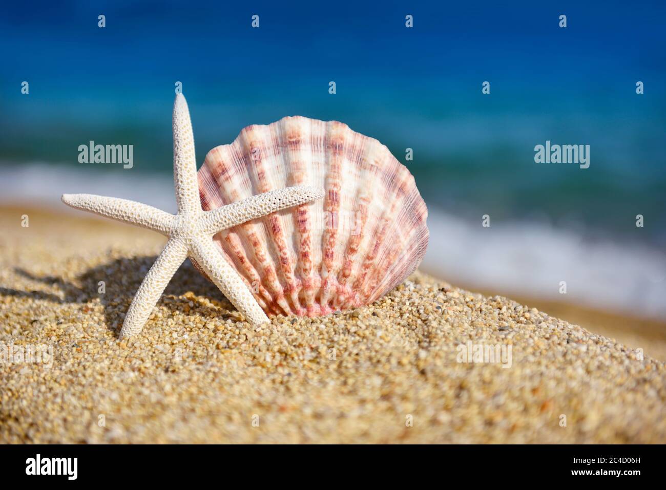 A white starfish and a shell on the beach against the background of the ...