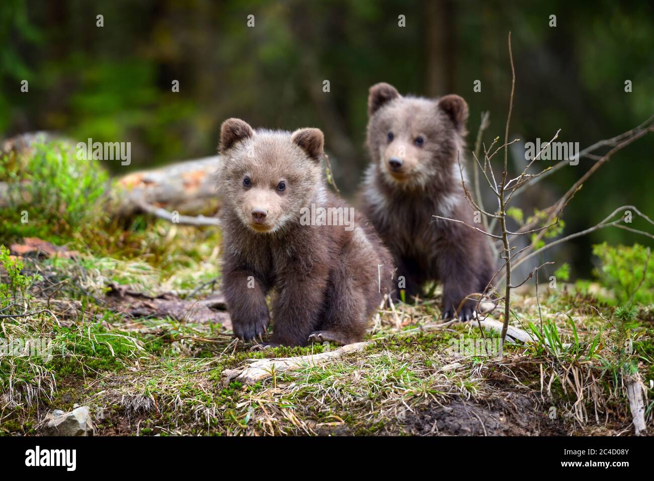 Two little brown bear cub are walking in summer forest Stock Photo - Alamy