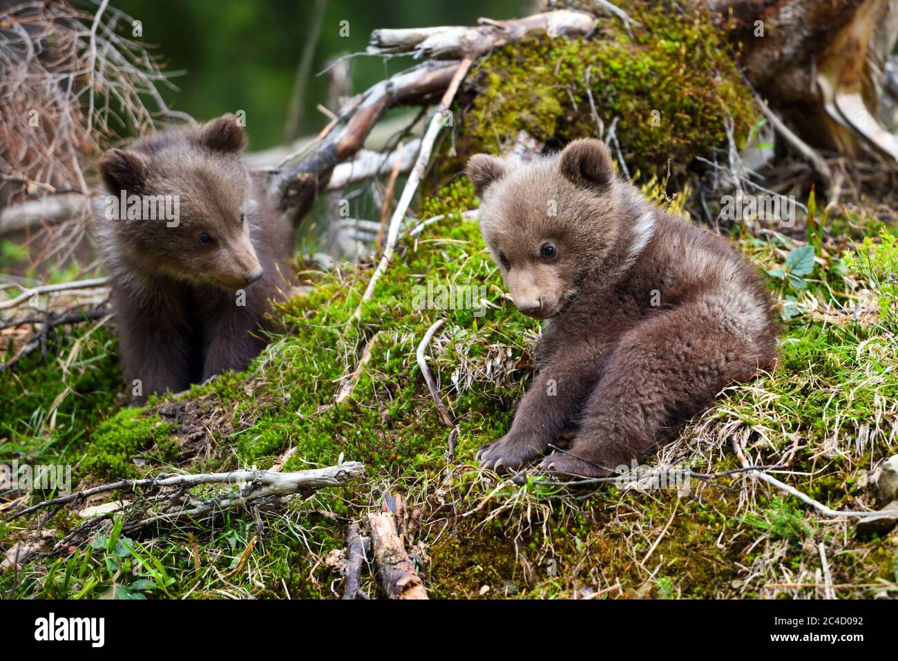 Two little brown bear cub are playing in summer forest Stock Photo - Alamy