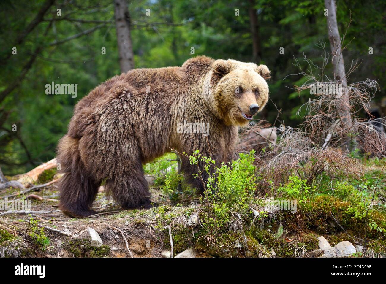 European brown bear in a forest landscape at summer. Big brown bear in ...