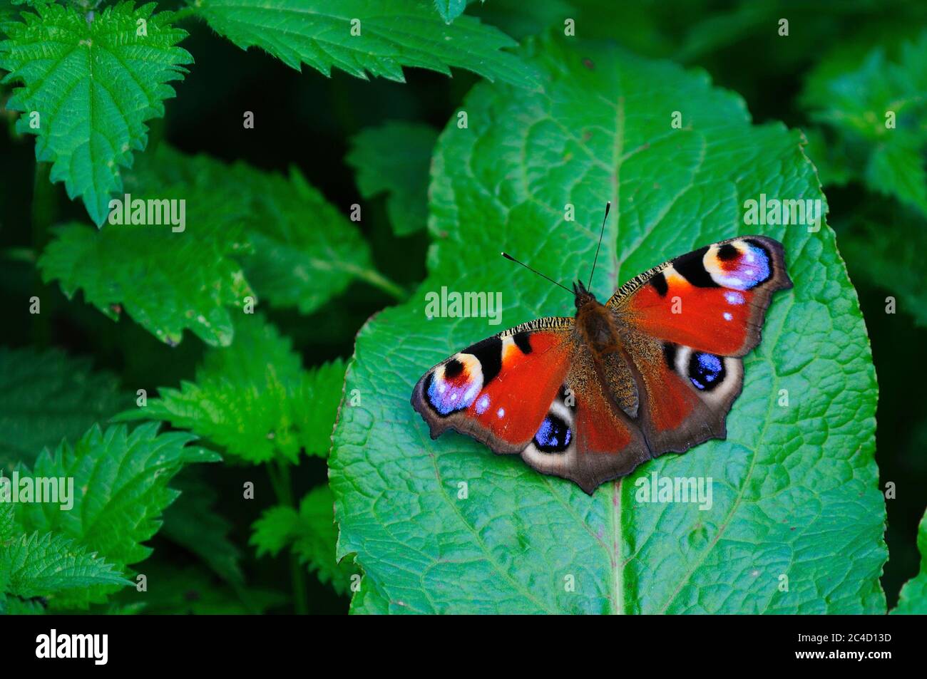 Butterfly dock leaf hi-res stock photography and images - Alamy